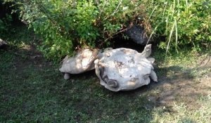 Une tortue porte secours à une autre tortue dans un zoo