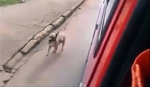 Un chien suit l'ambulance qui transporte son maître