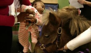 Des chevaux aide-soignants dans un hôpital américain