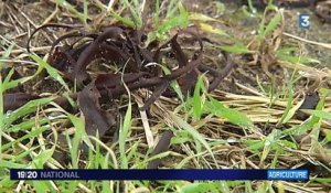 Comment concilier agriculture et écologie ?