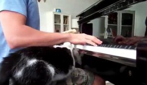 Ce chat préfère les caresses au piano