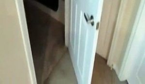 Ce chat est capable d'ouvrir n'importe quelle porte, et il nous le prouve