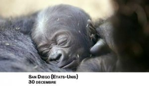 Naissance d'un bébé gorille au zoo de San Diego