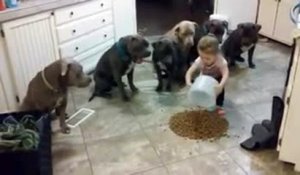 Une fillette nourrit 6 pitbulls