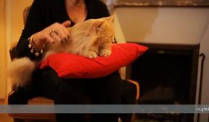 Friskies - nourriture pour chiens et chats - janvier 2011 - "Maxi Croquette", Poupette le chat angora