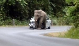 Un éléphant emboutit une voiture en Thaïlande