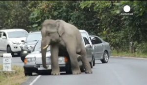 Quand un éléphant sauvage s'assied sur une Mercedes
