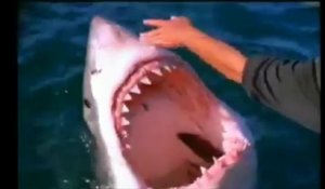 Un homme fait des caresses à un Grand Requin Blanc !