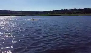 Un hippopotame fonce sur un bateau