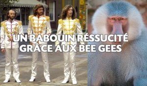 Un babouin ressuscité grâce à «Staying Alive» des Bee Gees