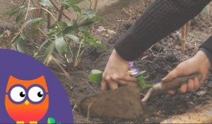 Comment planter une plante vivace (Ooreka.fr)