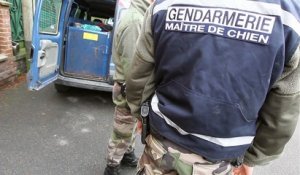Avesnes-sur-Helpe: contrôle de gendarmerie avec la brigade cynophile à la recherche de stupéfiants, armes et faux billets