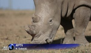 Le rhinocéros blanc, une espèce bientôt éteinte, "pour une certaine période"