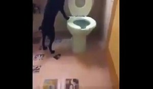 Ce chien va aux toilettes!
