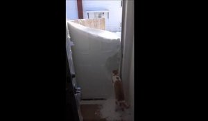 Ce chat brave la neige pour sortir de chez lui !