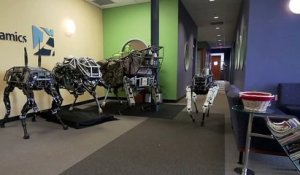 Un chien-robot bluffant d'agilité