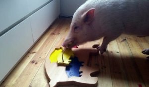 Un cochon très intelligent joue avec puzzle!