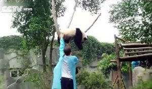 Ce panda voulait juste un gros câlin!