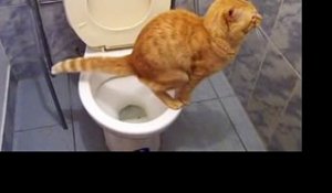 Ce chat fait ses besoins dans les toilettes