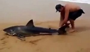Il tente de sauver un requin blanc