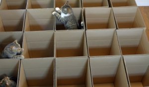 Chats dans des cartons