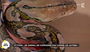 Le python : un animal de compagnie pas comme les autres !