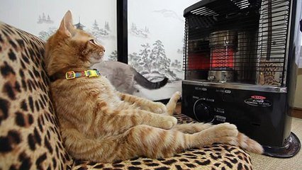 Ce Chat Kiff Grave Le Radiateur Tranquille Le Matou Sur Orange Videos