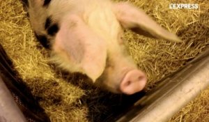 Salon de l'Agriculture: 100 animaux en 2 minutes