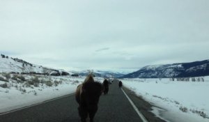 Un bison charge une voiture en pleine route... Les joies du parc Yellowstone!