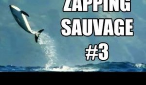 Mais pourquoi les dauphins sautent-ils ? - ZS n°3