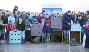 Calais : quatre phoques relâchés à la mer