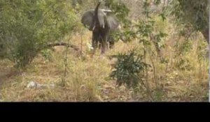 Sauvons les éléphants - Faut pas rêver au Mozambique (extrait)