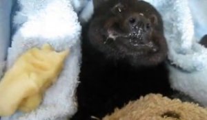Australie : une chauve-souris se régale avec une banane