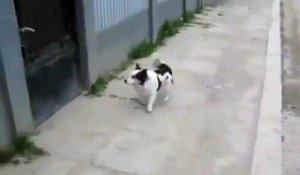 Le chien très agile qui grimpe les clôtures