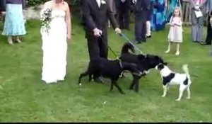 Le gentil chien qui gache le mariage