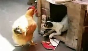 Le chien qui a la technique pour draguer les poules