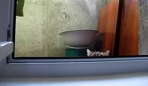 Le Chat Qui Attaque Un Ours Des Montagnes Sur Orange Videos