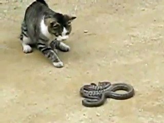 Un Chat De Goutiere Face A Un Serpent Sur Orange Videos