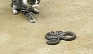 Un chat de goutière face à un serpent