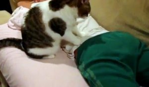 Le chat qui fait des massages de professionnels
