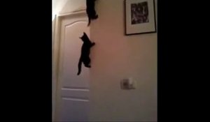 Deux petits chatons grimpent aux murs