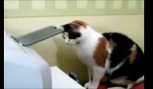 Un chat se bat avec une imprimante...