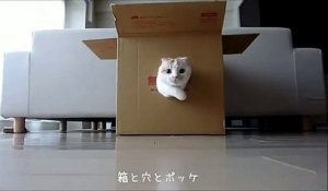 Le chat qui a peur de sortir de sa boite en carton