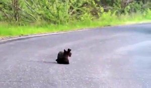 Deux oursons jouent en plein milieu de la route