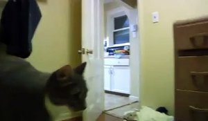 Un chat saute sur tout pour attraper les souris