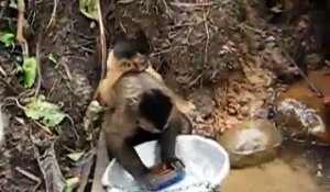 Des singes qui font la vaisselle dans la jungle