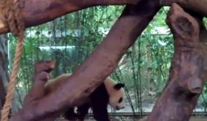 Un panda se soulage sur son compagnon