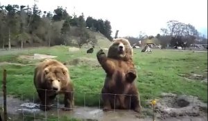 Deux ours très bien élevés disent bonjour