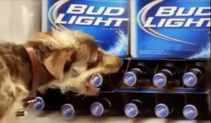 Le chien dressé pour ramener les bières