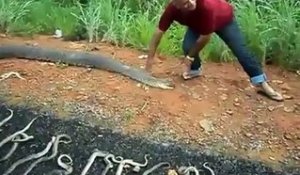 Une maman serpent était enceinte de pleins de petits